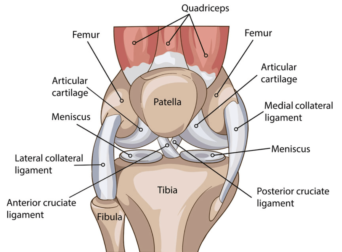 Anatomy of a Knee